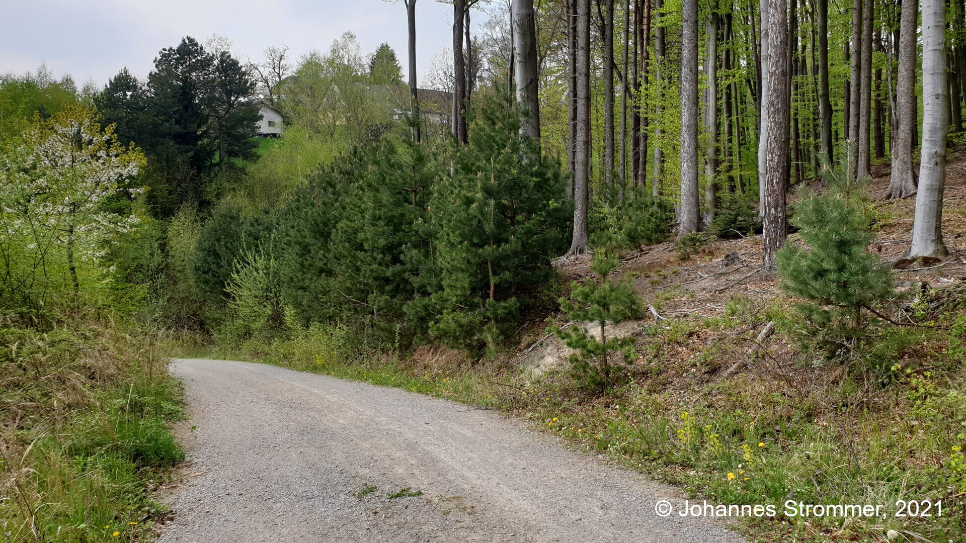 Trasse der Waldbahn Rekawinkel bei "Am Hagen".