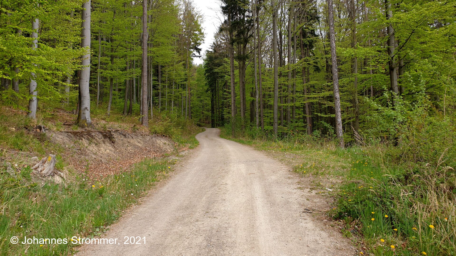 Forststraße, die auf der Trasse der Waldbahn Rekawinkel errichtet wurde.