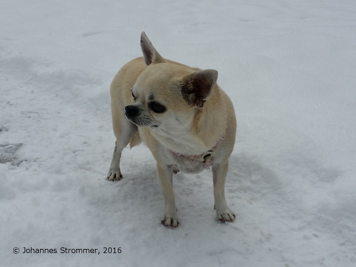 Mein Hund Lilli im Schnee (in der Nähe vom Ochsattel, NÖ)