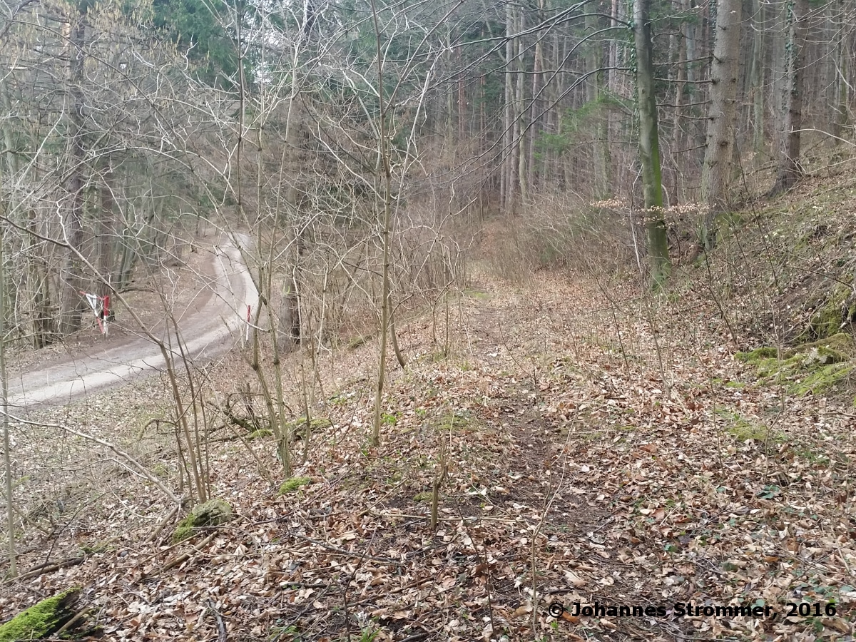 Trasse der Waldbahn Haselbach neben Forststraße. Blickrichtung Streckenende.