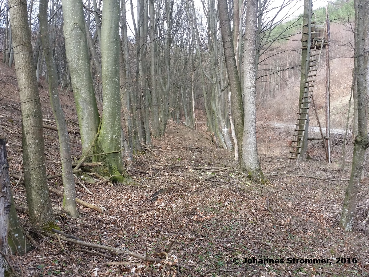 Waldbahn Haselbach: Hier sieht man ein sehr gut erhaltenes Trassenstück. Dieser Abschnitt ist ca. 300 m lang. Blickrichtung Streckenende.